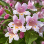 Kolkvícia krásna (Kolkwitzia amabilis) ‘PINK CLOUD’ - výška - 30-50 cm, ⌀ 50-60 cm, kont. C2L